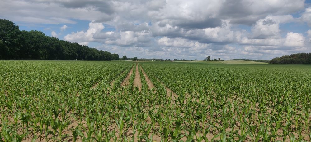 Siew kukurydzy, buraków, słonecznika, rzepaku Vaderstad Tempo