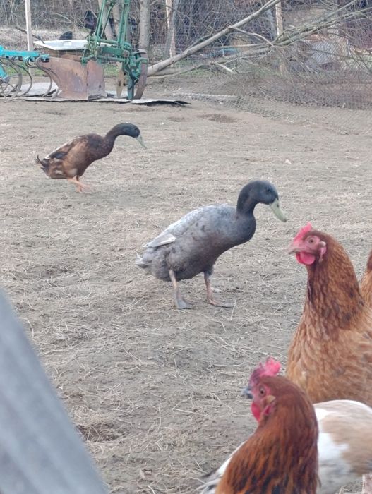 Kaczki biegus indyjski