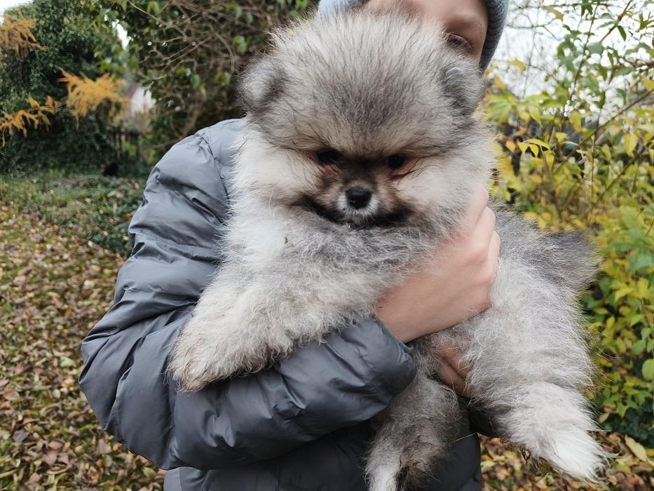 Szpic miniaturowy- Pomeranian