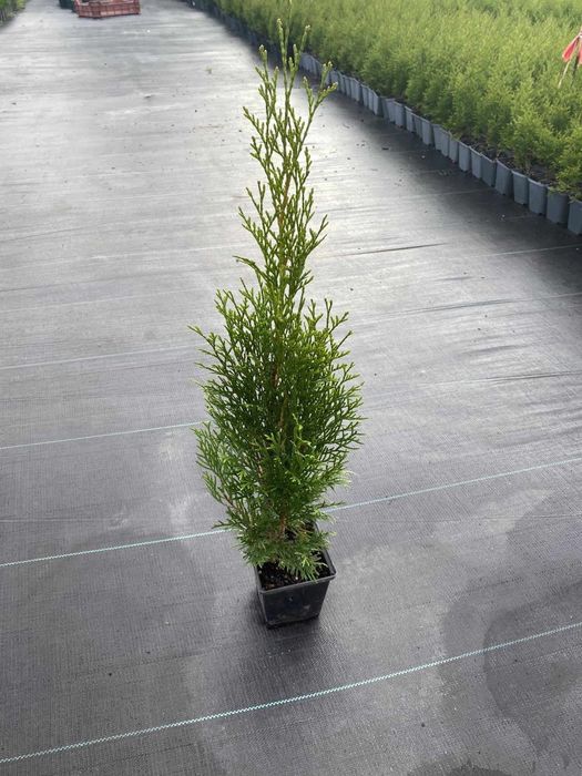 Tuja szmaragd Multiplat + Tuja p9