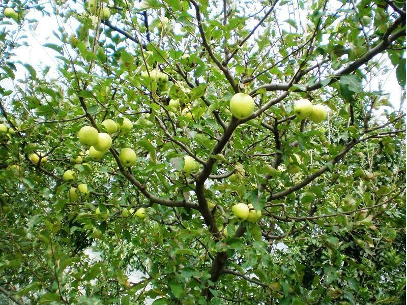 Обрезка сада, обрезка фруктовых деревьев для улучшения плодоношения.
