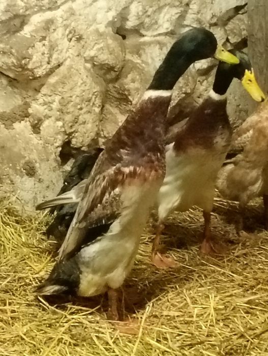 Kaczor biegus indyjski