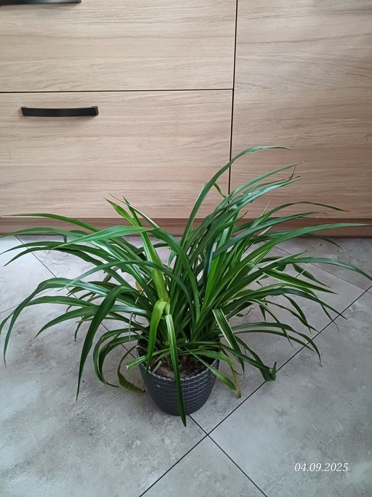 Zielistka z doniczką