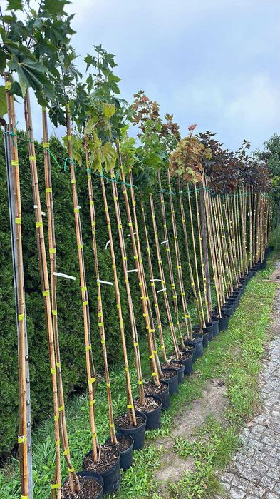 Klon szczepiony Katalpa Globosum Acer pseudoplatanus Princeton Gold