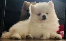 Pomeranian szpic miniaturowy ZKwP sliczny chlopczyk Armani