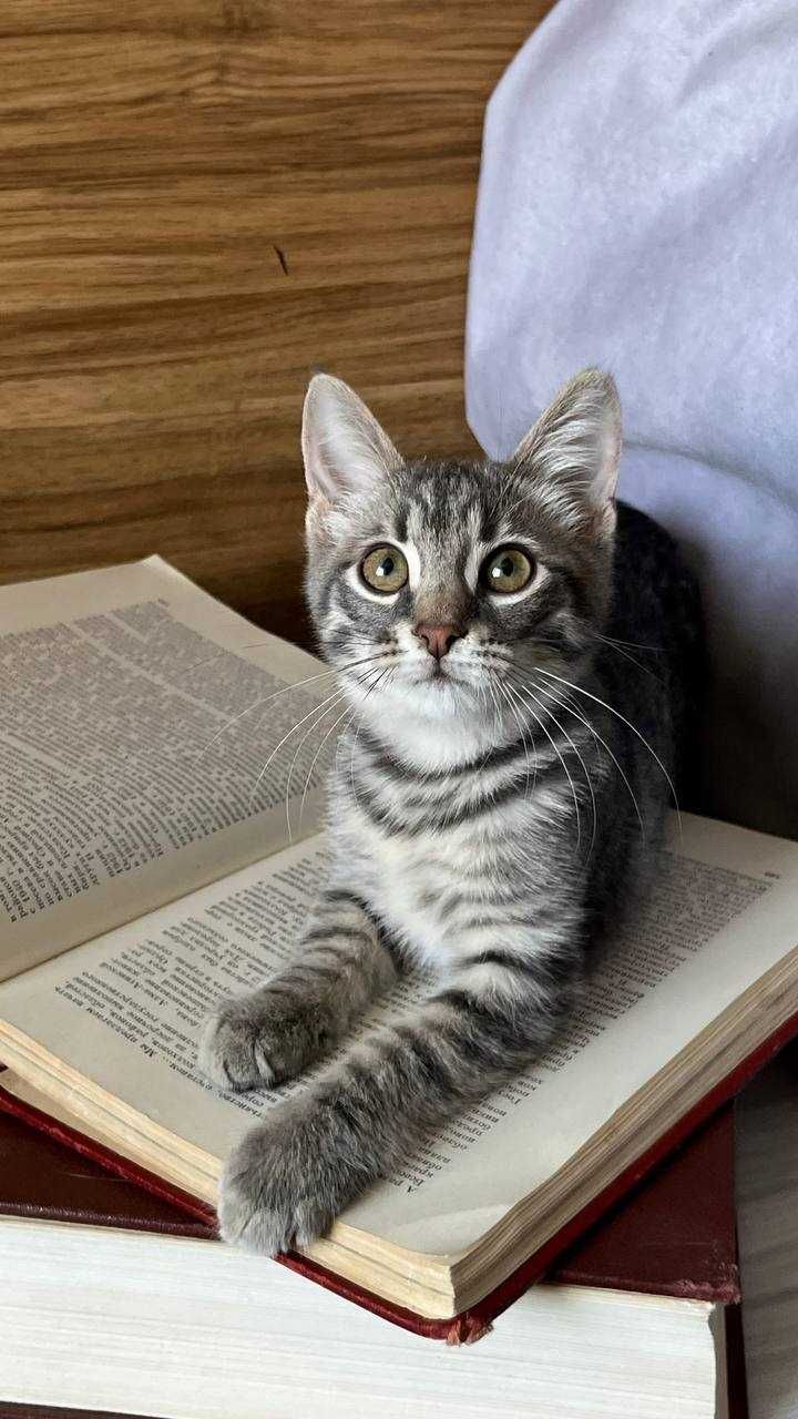 Котенок Тошка ищет дом