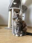 Koteczka Maine Coon