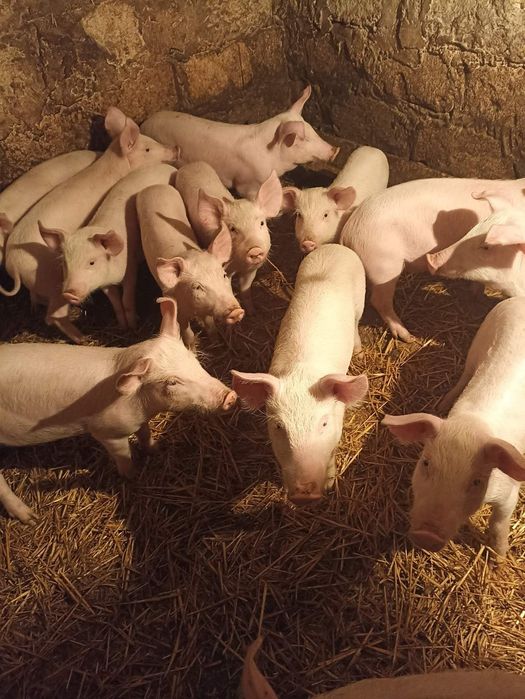 Продам малих поросят +-15 кг.