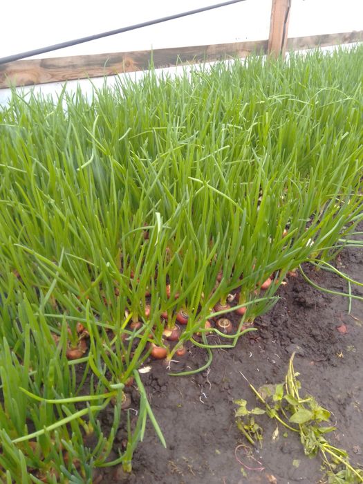 Зелена цибуля перо.