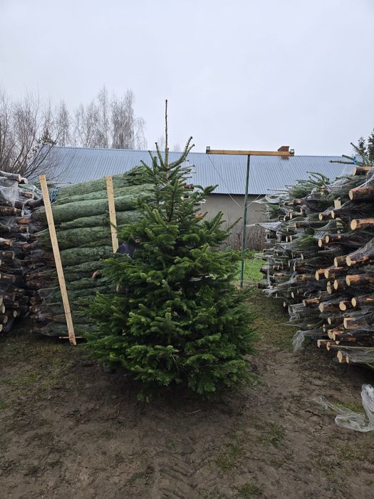 Jodła Kaukaska Świerk hoinki