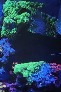 Koralowiec Pachyclavularia briareum fluo