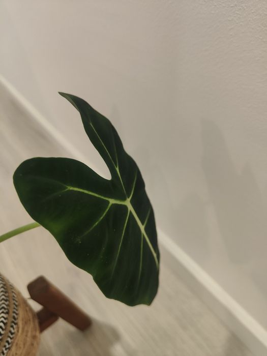 Alocasia frideck // planta interior