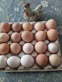 Jaja wiejskie ekologiczne 10 sztuk