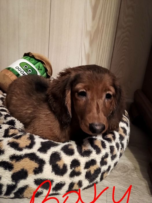 Jamnik długowłosy miniaturowy -piesek