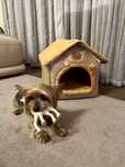 Casa para cão/gato