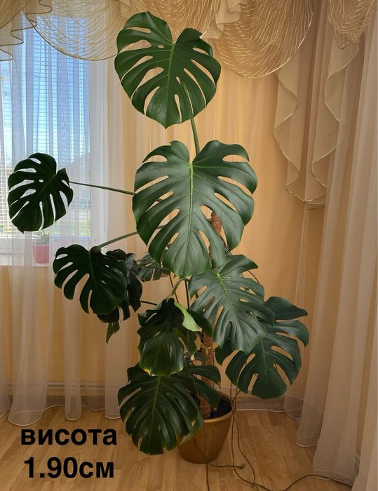 Монстера з опорою 1.90 см