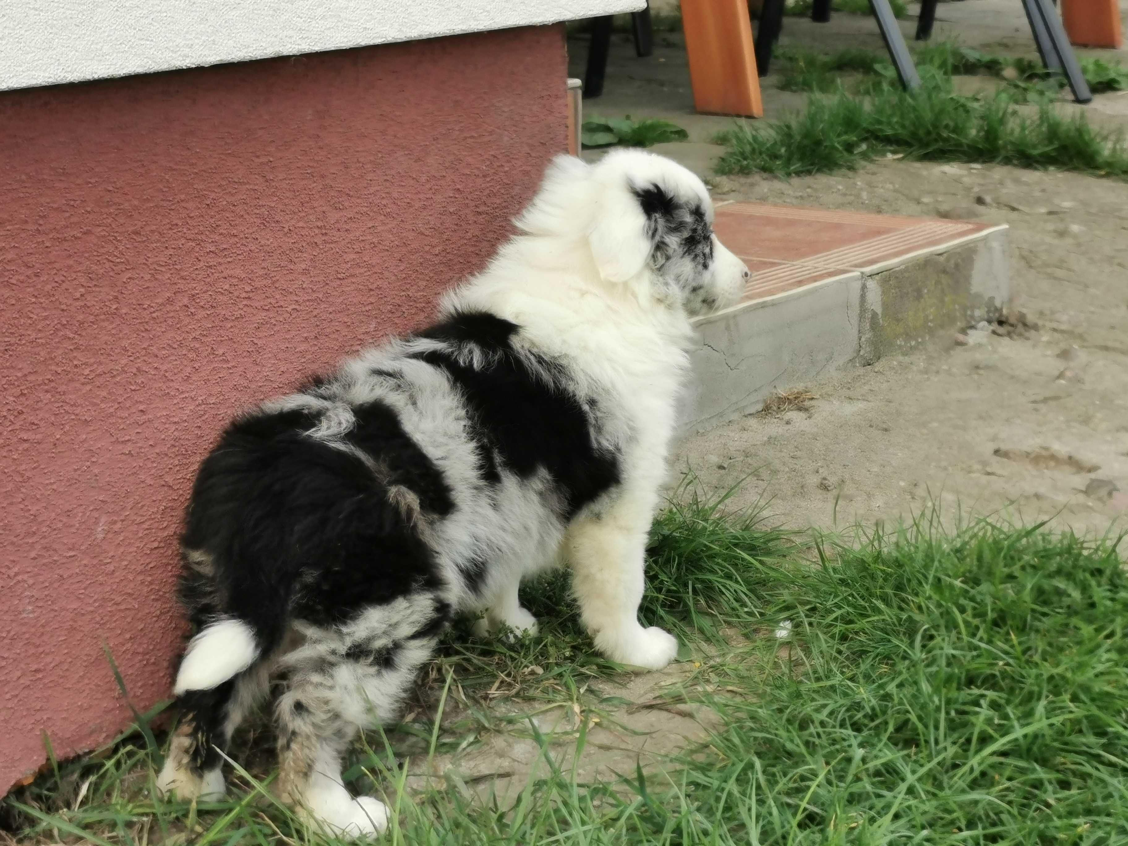 Border collie piesek blue merle