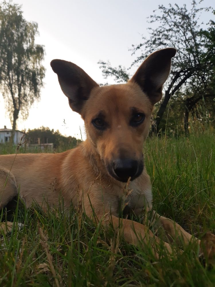 PILINIE samotny piesek szuka miłości