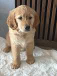 Suczka Golden Retriever