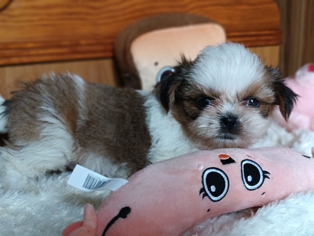 Piesek Shih Tzu trikolor do odbioru