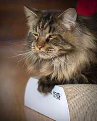 Drapaki Flat dla kota od House of Cats-najwyższa jakość!