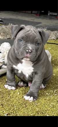 Szczeniak American Bully