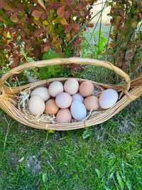 Jajka z własnej hodowli wolny wybieg