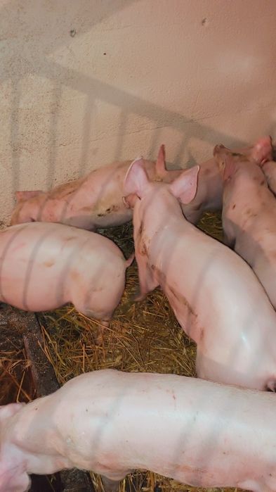 Prosięta sprzedam .