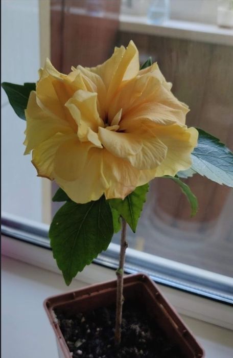 Гибискус комнатная роза желтый
