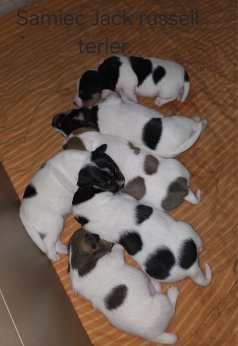 Szczeniak Jack russell terrier