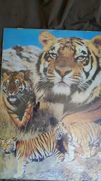 Quadros de tigres (2 unidades) - NEGOCIÁVEL