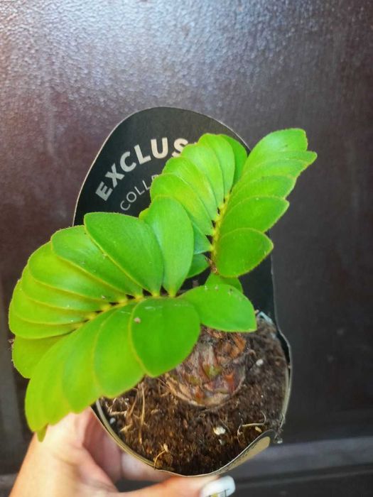 Замія (картонна пальма), маранта,сингоніуми, бегонія,  Кімнатні квіти