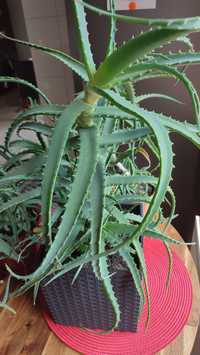 Aloes drzewiasty (leczniczy)