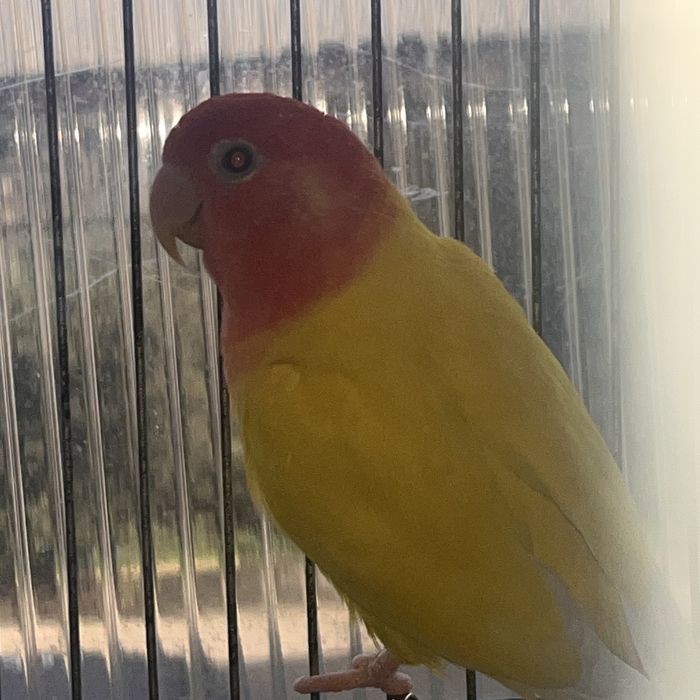 Macho Lutino Roseicollis — reprodutor TOP!