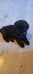 Śliczny piesek shih tzu miniaturka