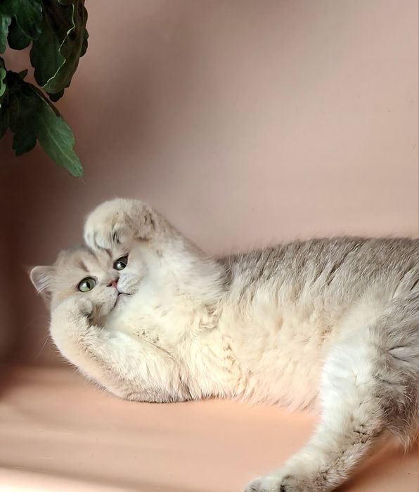 Продажа котят  в домашние  любимцы