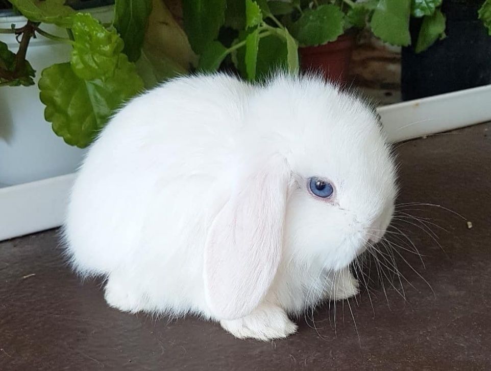 KIT Coelhos anões orelhudos, mini lop adoráveis e super inteligentes