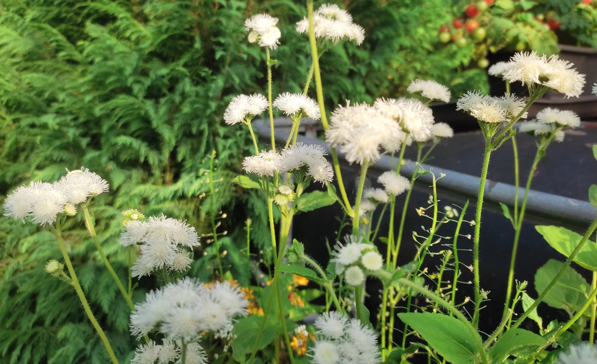 Rudbekia i inne kwiaty nasiona kolekcjonerskie