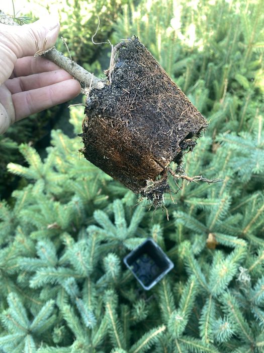 Swierk srebrny klujacy w doniczce p9 40-60 cm