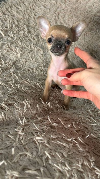 Продажа чихуахуа