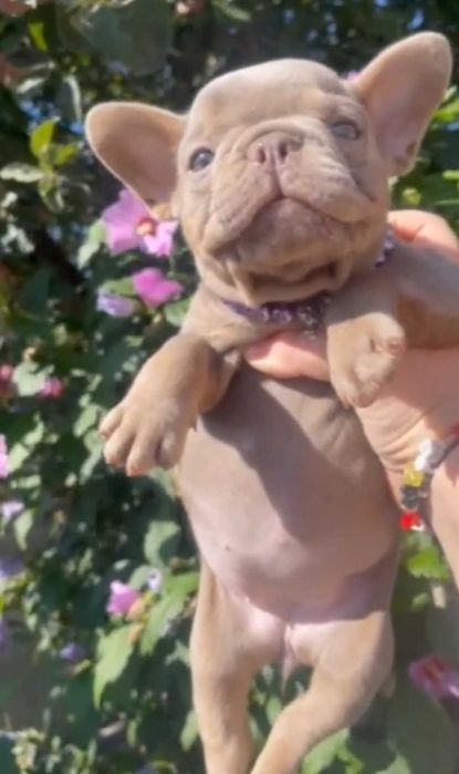 Bulldogue Francês femea