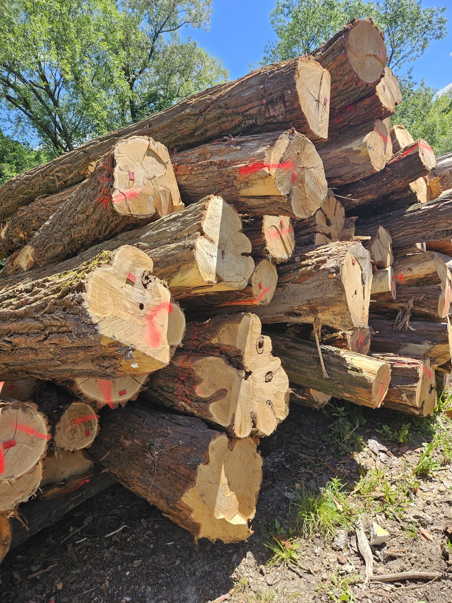Akacja dluzyca lub 2,5 metra dlugosc