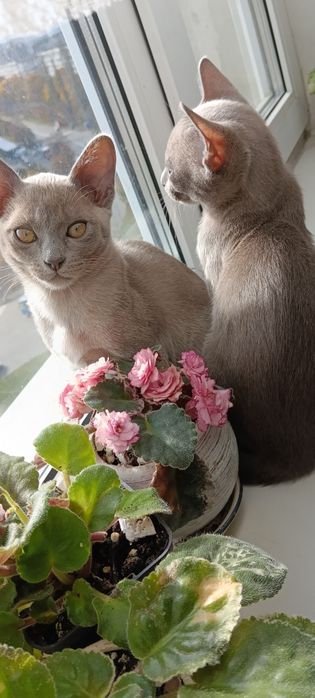 Кошенята породи бурма блакитні чудові хлопчики котики