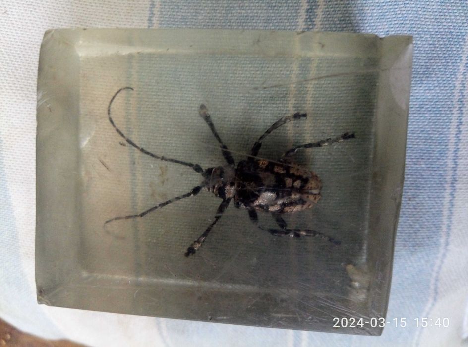 жук усач в акриле