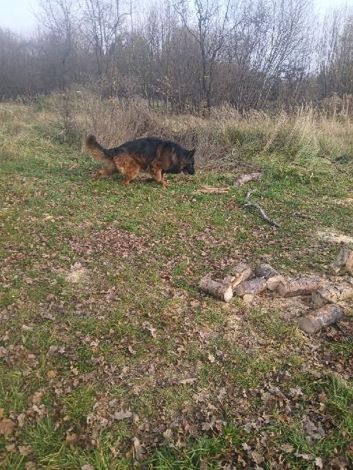 owczarek niemiecki repreduktor