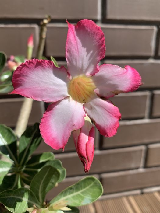 Адениум ( Роза пустыни )