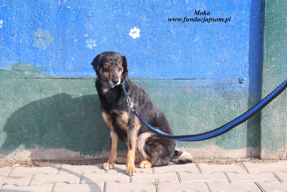 Moka szuka kochającego domu