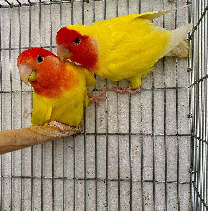 Agapornis Longfeather