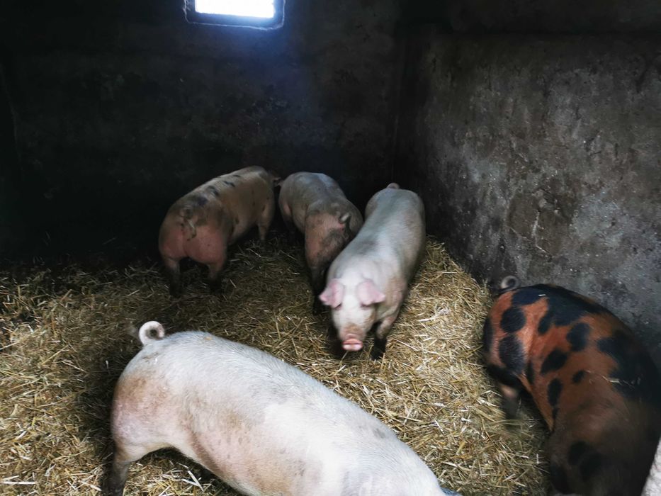 Tuczniki z domowego chowu