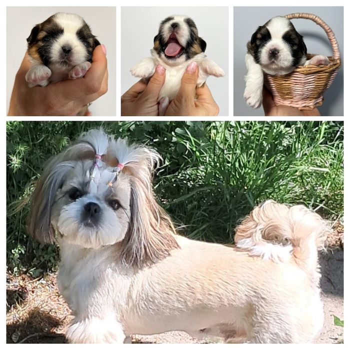 Продам цуценят ши-тцу